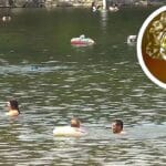 brain eating amoeba