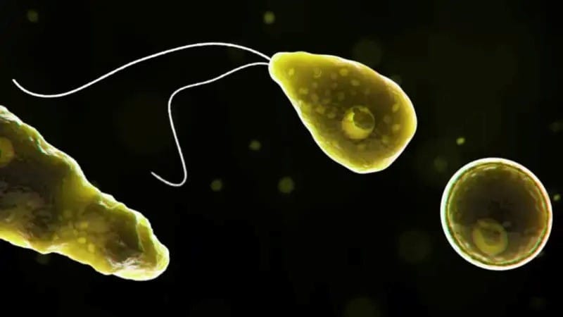 brain eating amoeba