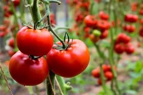 Anti-Inflammatory Foods