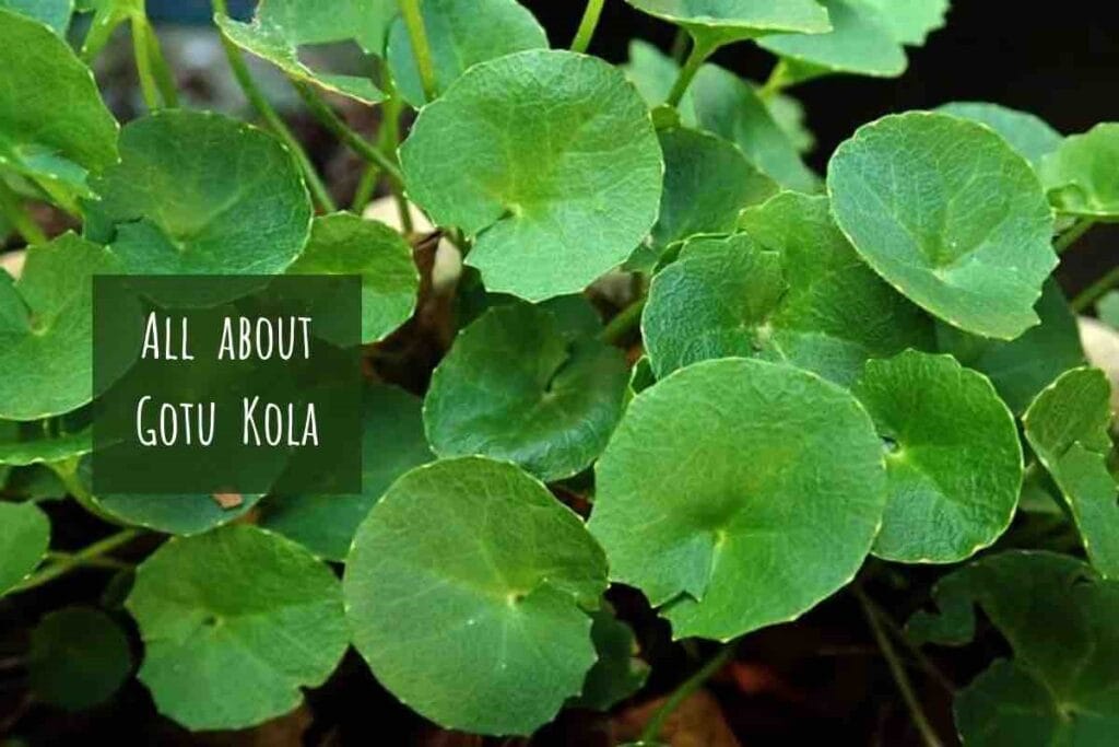 Best Natural Remedies