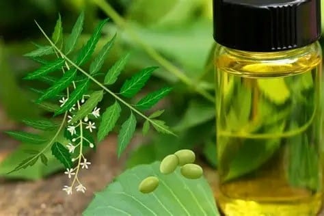 Best Natural Remedies