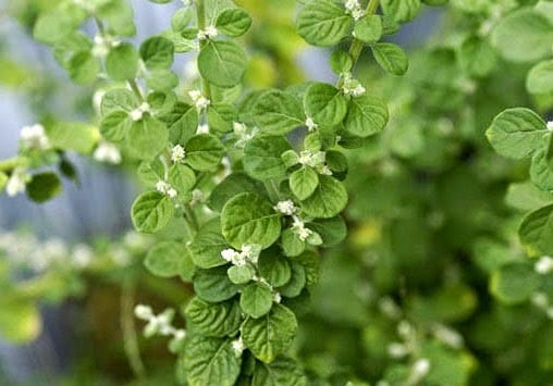 Best Natural Remedies